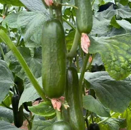 Overall Resistance Hybrid Cucumber Seeds factory