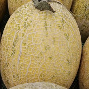 Po jòn zoranj-wouj vyann melon grenn ME-150G