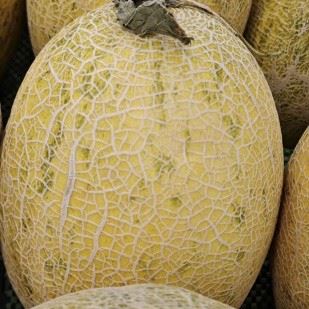 Yellow Skin Orange-red Flesh ME-150G(2)